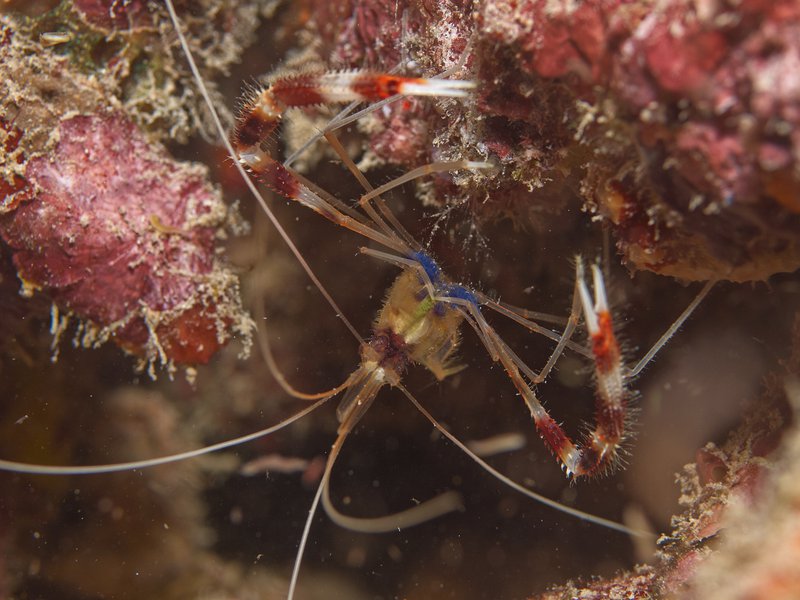 Shrimp, Bounty